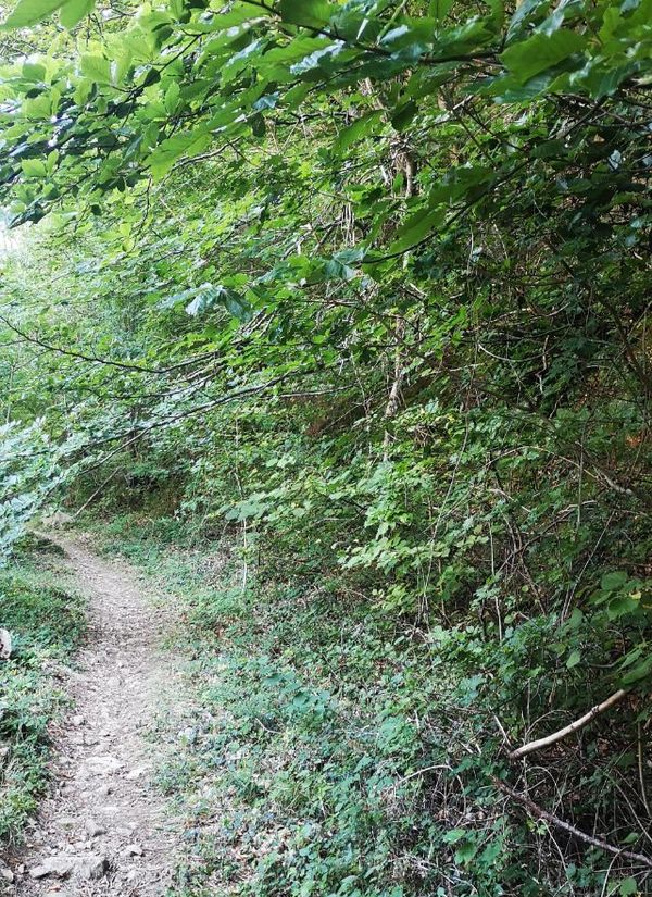 un sendero en un bosque